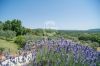 Gallery Details | Views of the property Il Colle di Melezzole