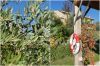 Bilder/Galerie Details | Ansichten der Immobilie La Villa di Saragano