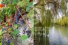 Bilder/Galerie Details | Ansichten der Immobilie Casale del Lago