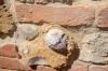 Foto Particolari | Panorami della proprietà Il Leone Etrusco