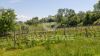 Foto esterno della proprietà Organic Wine in Tuscany