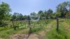 Foto esterno della proprietà Organic Wine in Tuscany