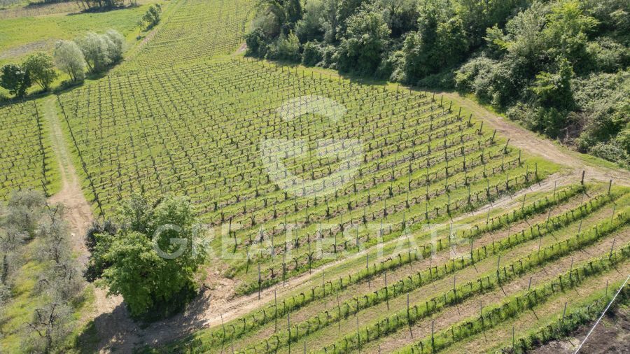 Organic Wine in Tuscany