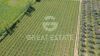 Foto esterno della proprietà Organic Wine in Tuscany