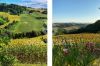 Foto Particolari | Panorami della proprietà Casa dei limoni