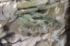 Foto Particolari | Panorami della proprietà Podere del Corriere