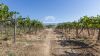 Bilder/Galerie Außenbereich des Grundstücks Podere Il Vigneto
